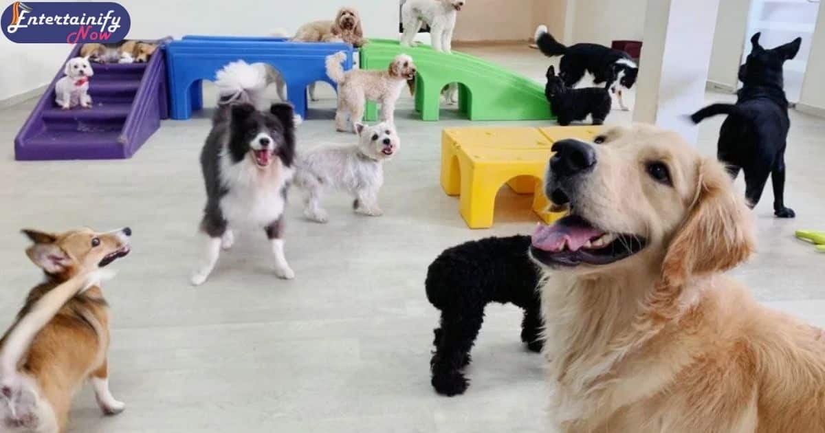 Doggy Daycare or Playgroups