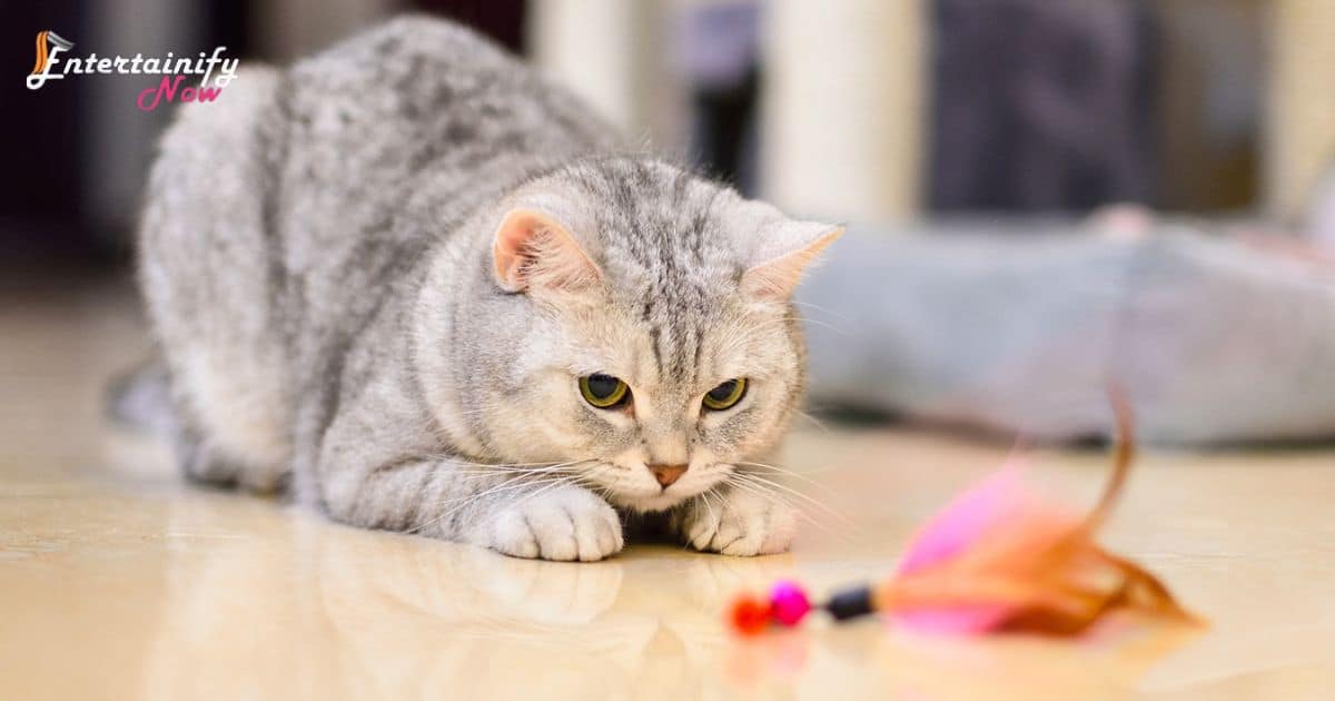 how-to-entertain-a-cat-that-doesn-t-like-toys