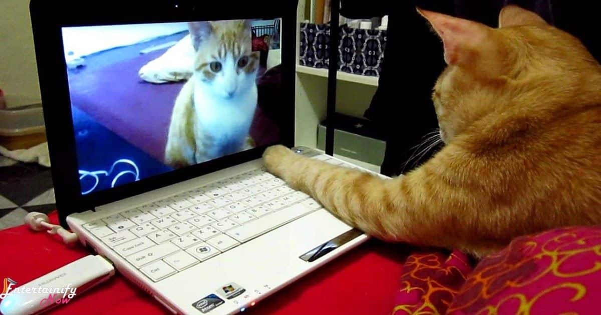 how-to-keep-cats-entertained-while-at-work