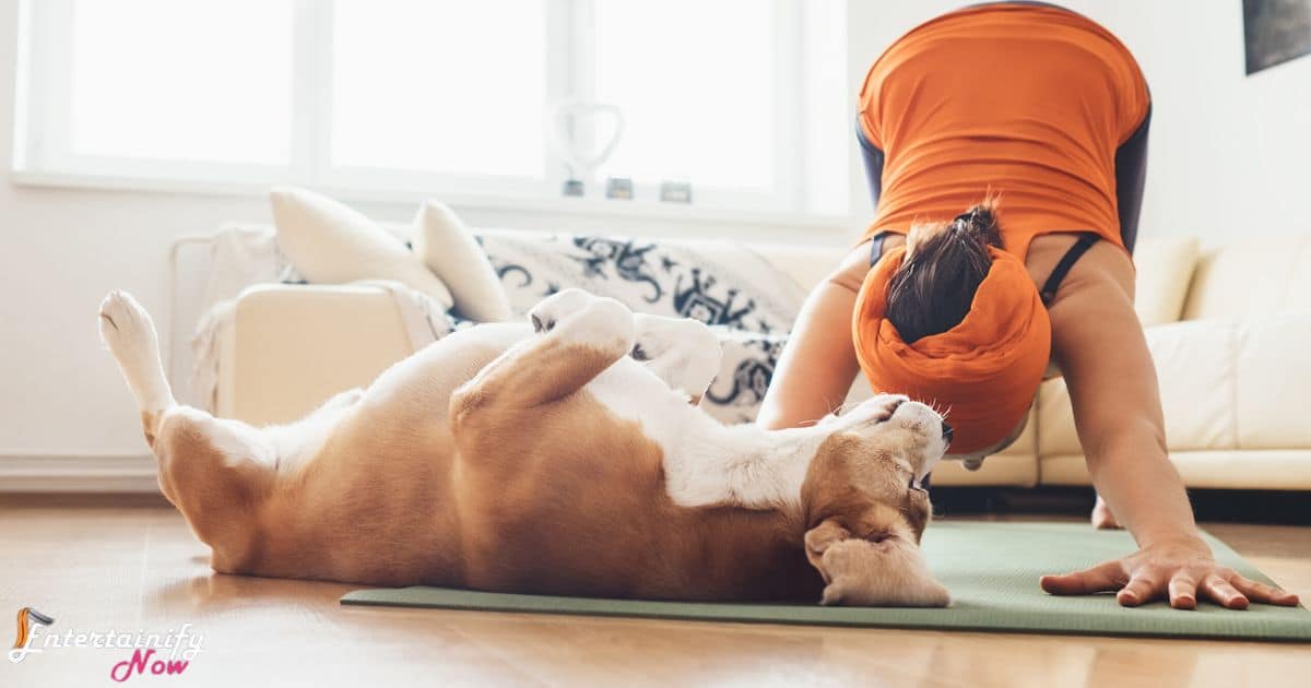 how-to-keep-your-dog-entertained-when-youre-not-home-by-engaging-activities-for-physical-exercise