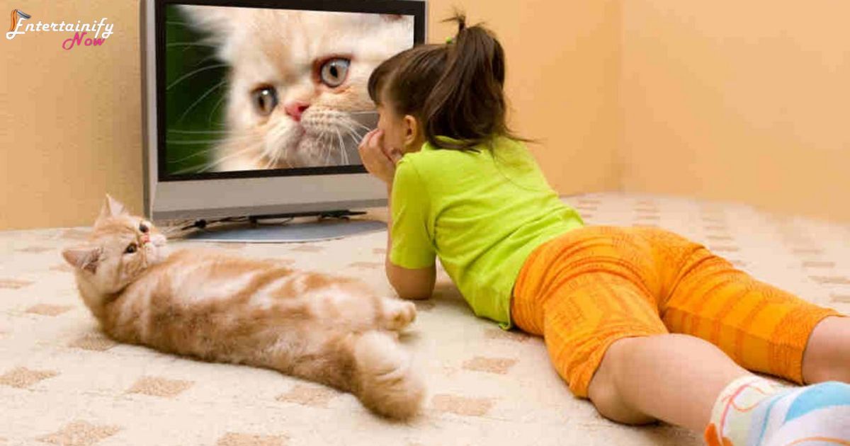 Incorporating Cat TV