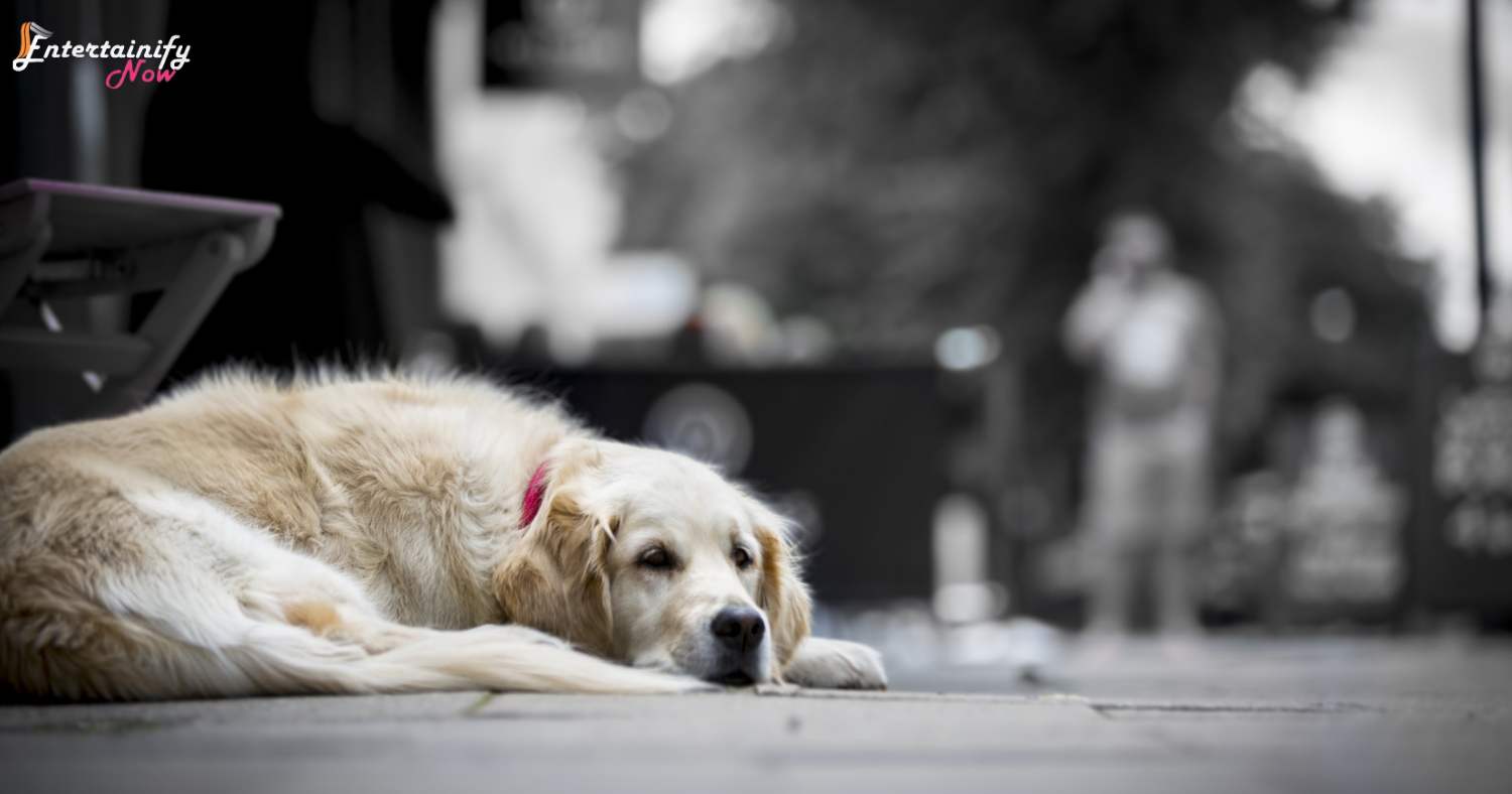Understanding the Signs of Boredom in Dogs
