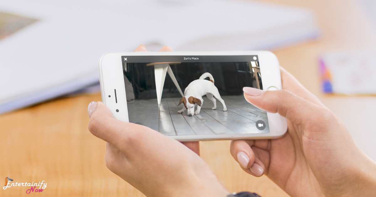Virtual Pet Cameras for Interactive Play