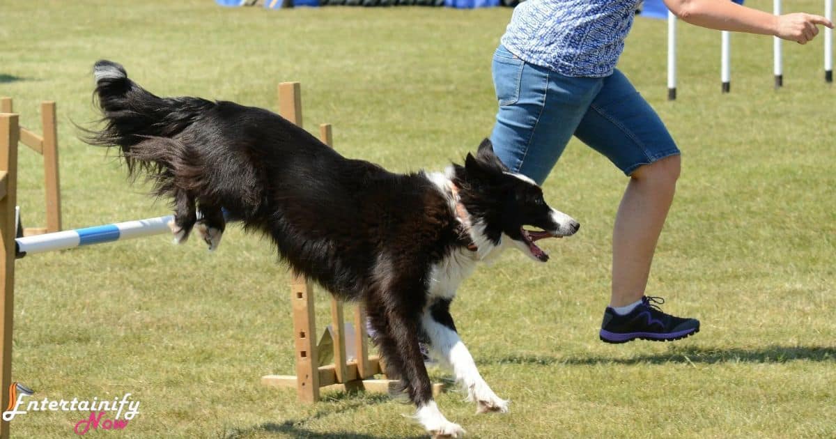 Agility Training and Obstacle Courses