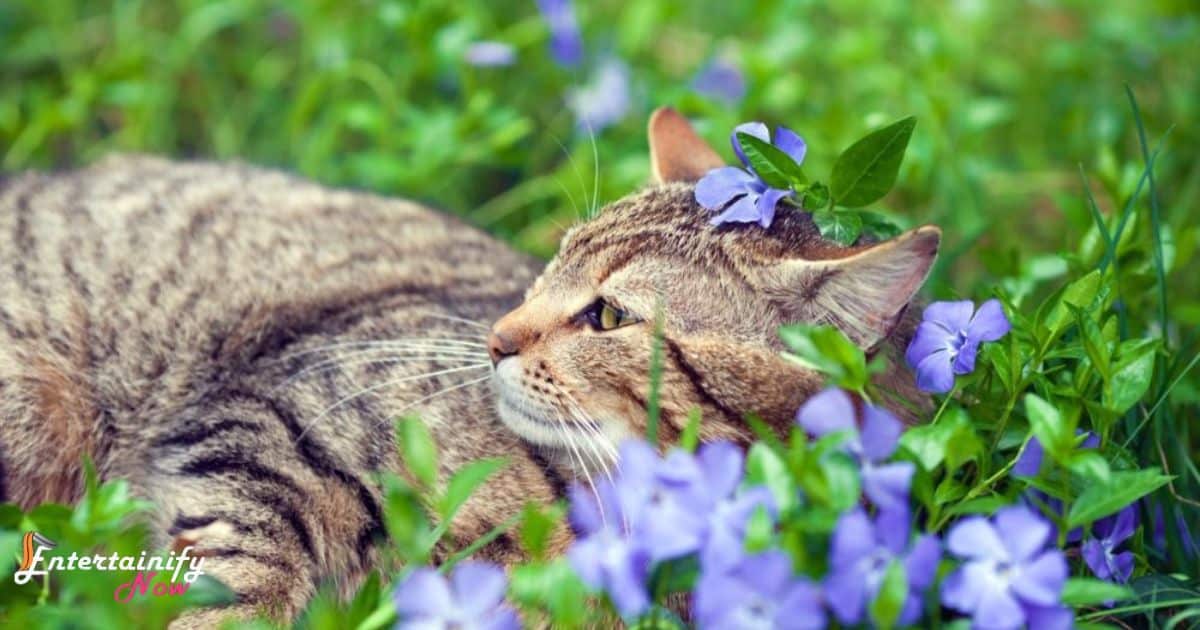 Creating a Cat-Friendly Environment