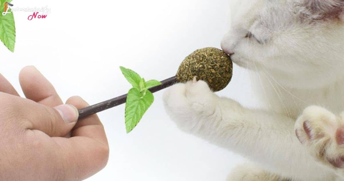 Utilizing Catnip and Other Enrichment Tools