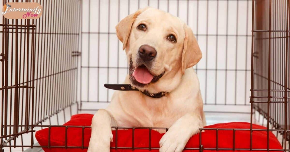 How To Entertain A Dog In A Crate