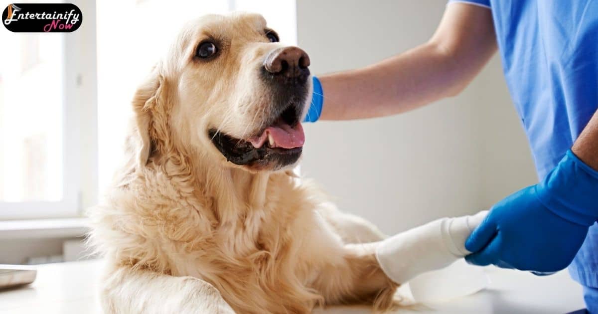 How To Entertain A Dog With A Broken Leg
