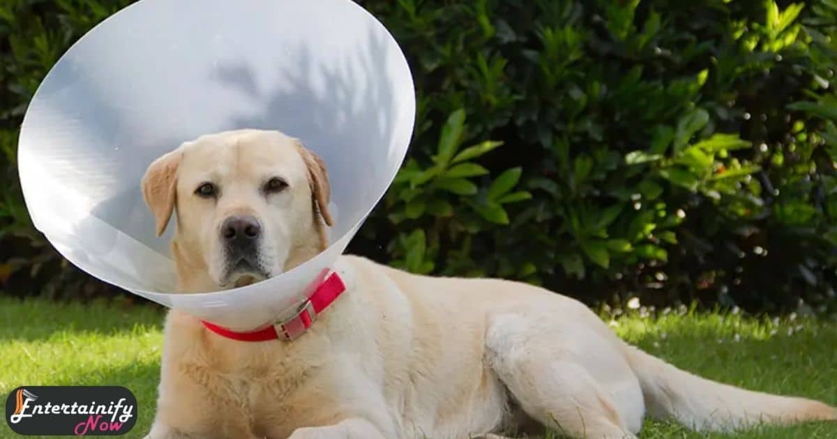 How To Entertain A Dog With A Cone