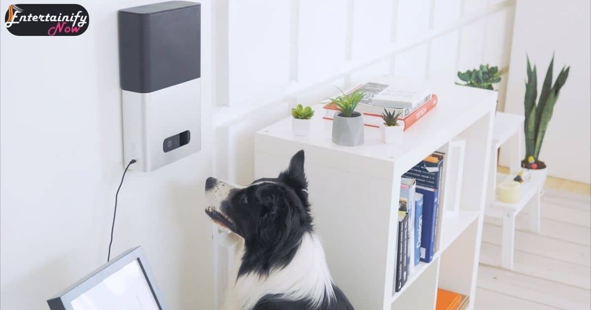 Interactive Treat Dispensers for Dogs
